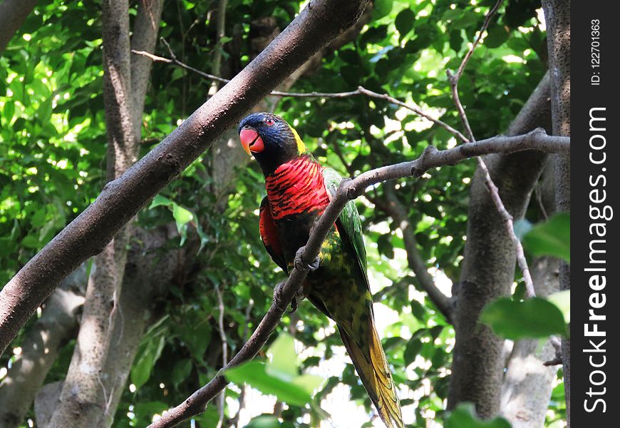 Bird, Fauna, Beak, Tree