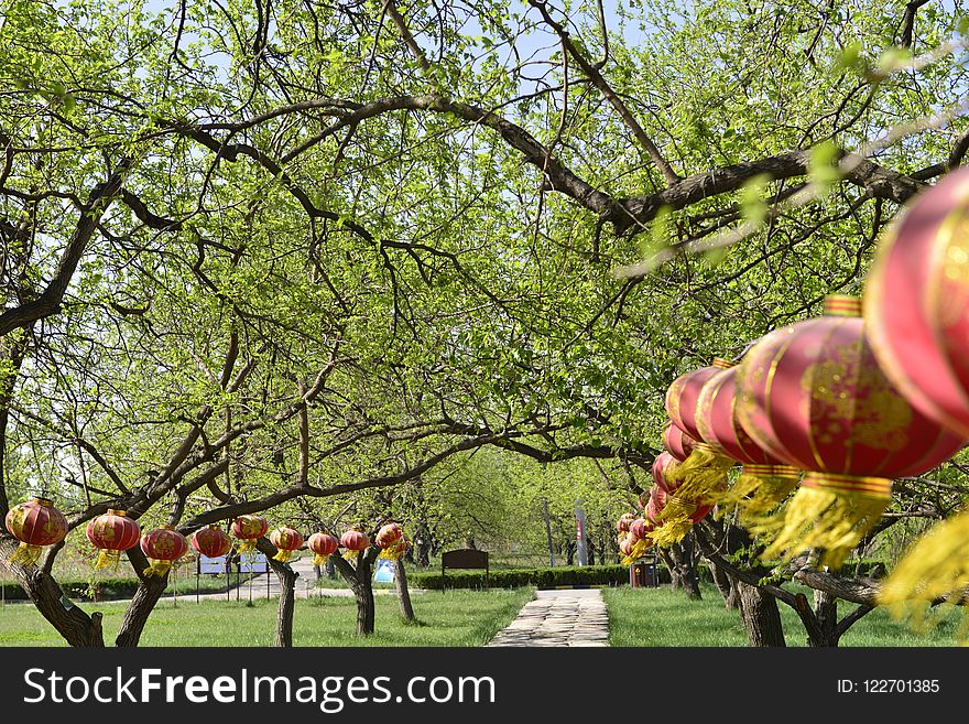 Plant, Tree, Nature, Flower