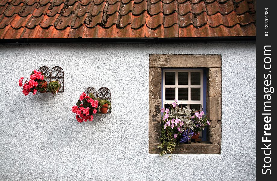 Flower, Wall, Window, House