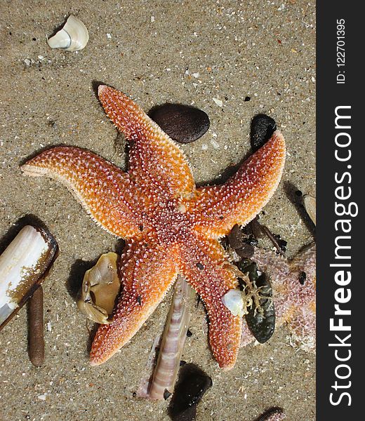 Starfish, Marine Invertebrates, Invertebrate, Echinoderm