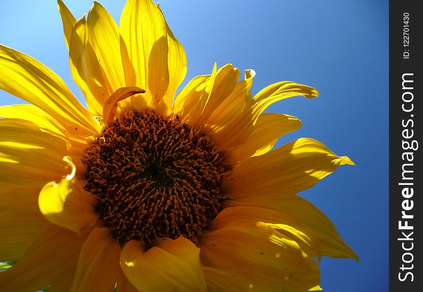 Flower, Sunflower, Yellow, Sunflower Seed