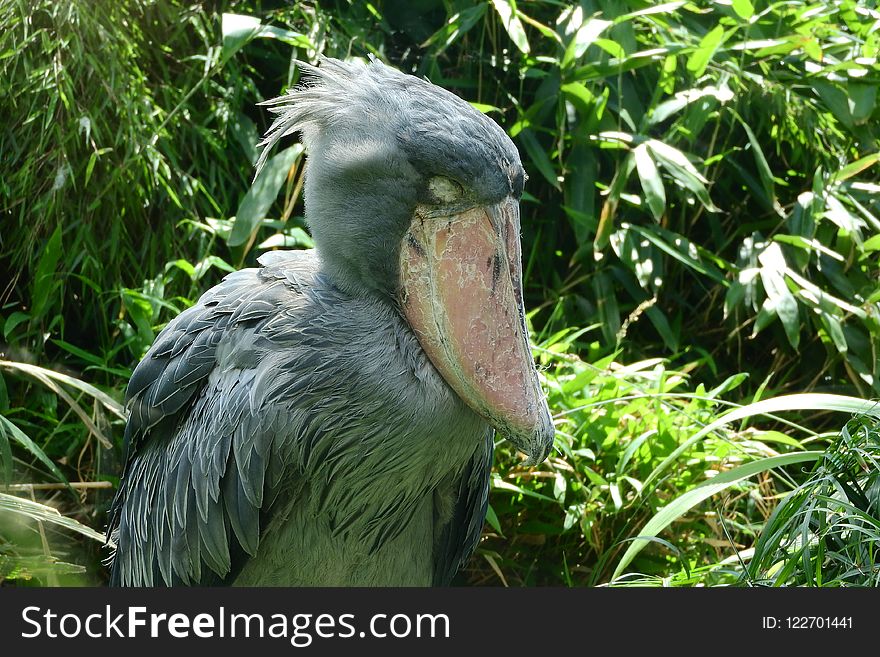 Beak, Bird, Fauna, Nature Reserve