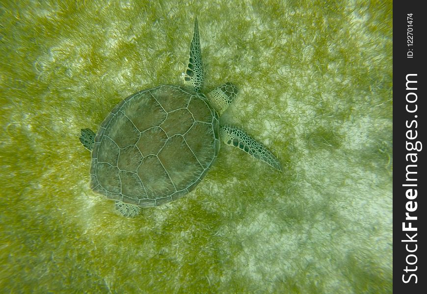 Sea Turtle, Turtle, Green, Fauna