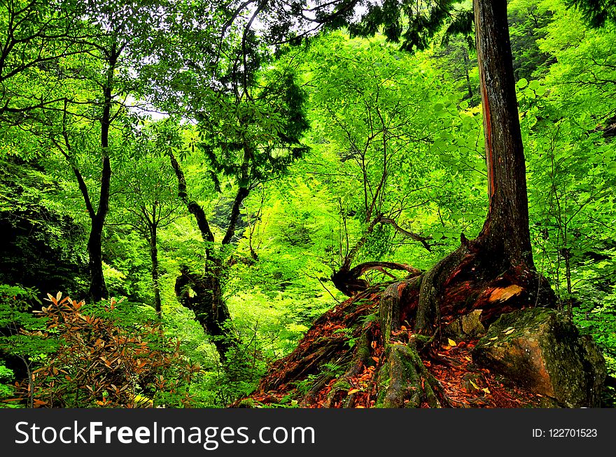 Vegetation, Nature, Ecosystem, Forest