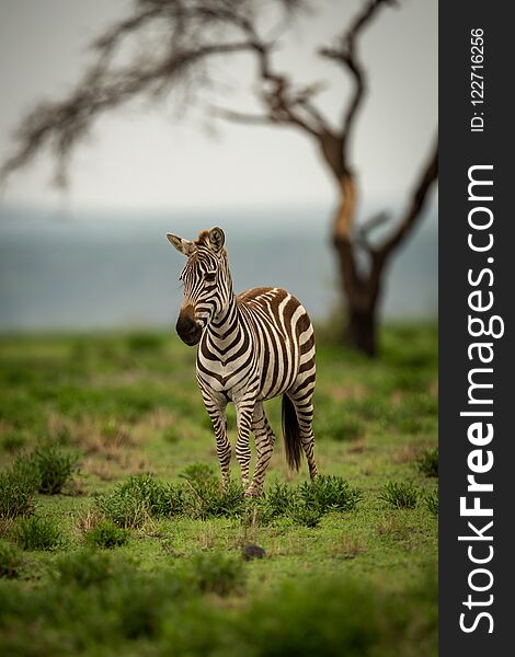 Zebra standing on grassy plain by tree