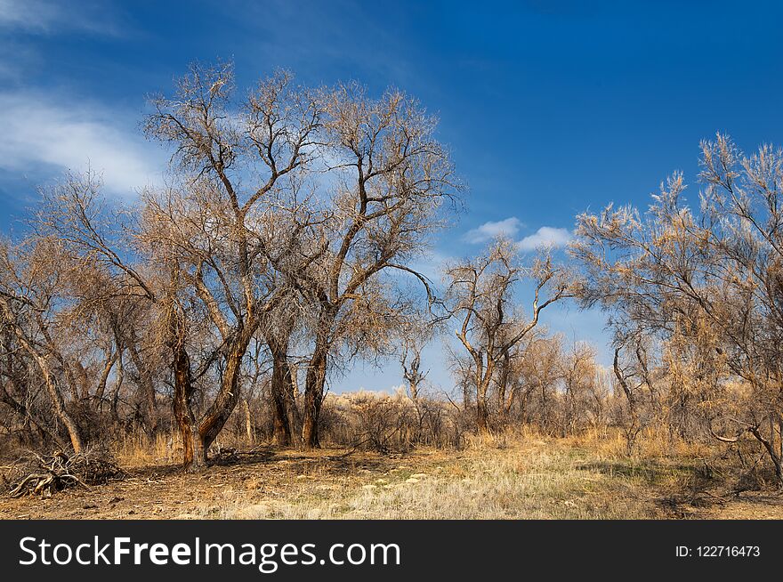 sand spring steppe. trees and sand on blue sky background. steppes of Kazakhstan