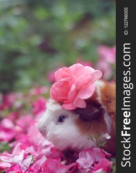Against hair guinea pig in sunny day in summer on pink flowers background