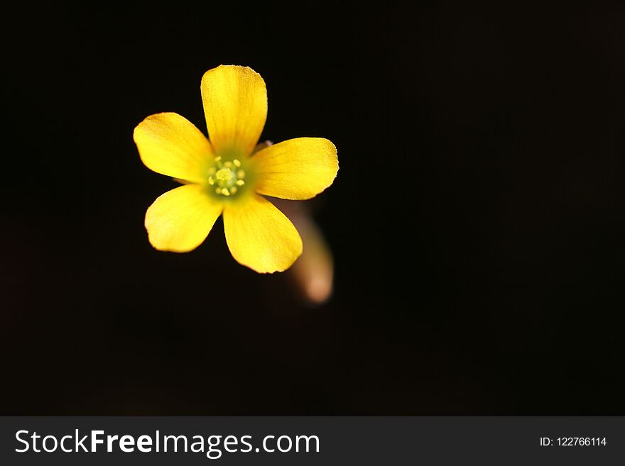 Wild little yellow flower in sunny day in summer on black background