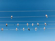 Many Pink Birds On A Power Cable Stock Images Many Pink Birds On A Power Cable Stock Images