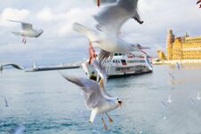 Ferry With Seagulls In The Strait Of Bosporus In Turkey Stock Photo
