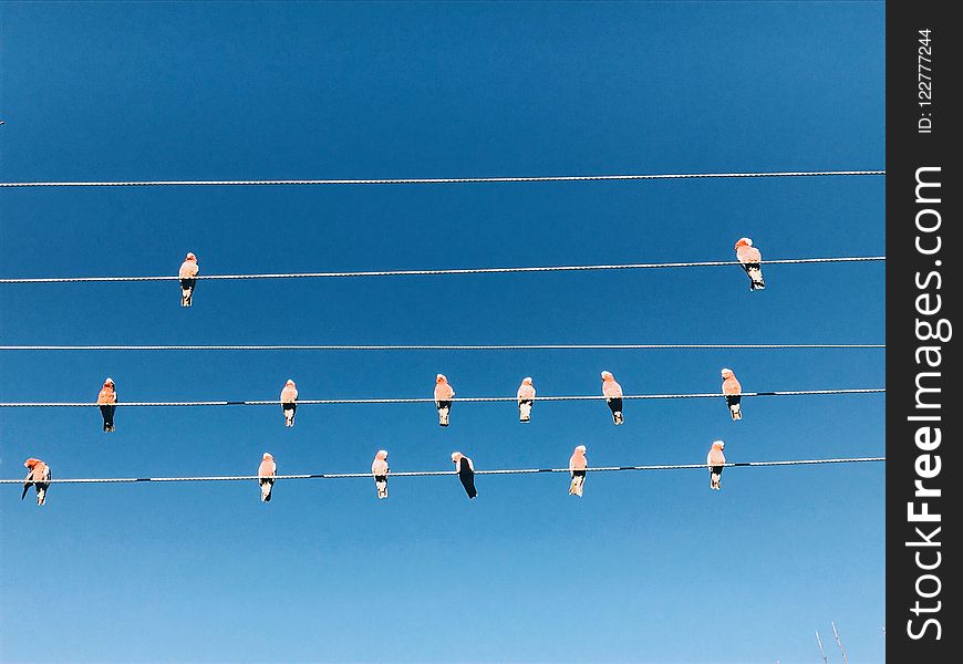 Many pink birds on a power cable
