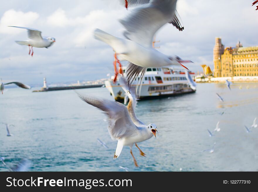 Ferry with seagulls in the strait of bosporus in turkey