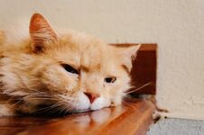 Old Cat Is Looking Something Before He Going To Sleep In The Evening Royalty Free Stock Photos