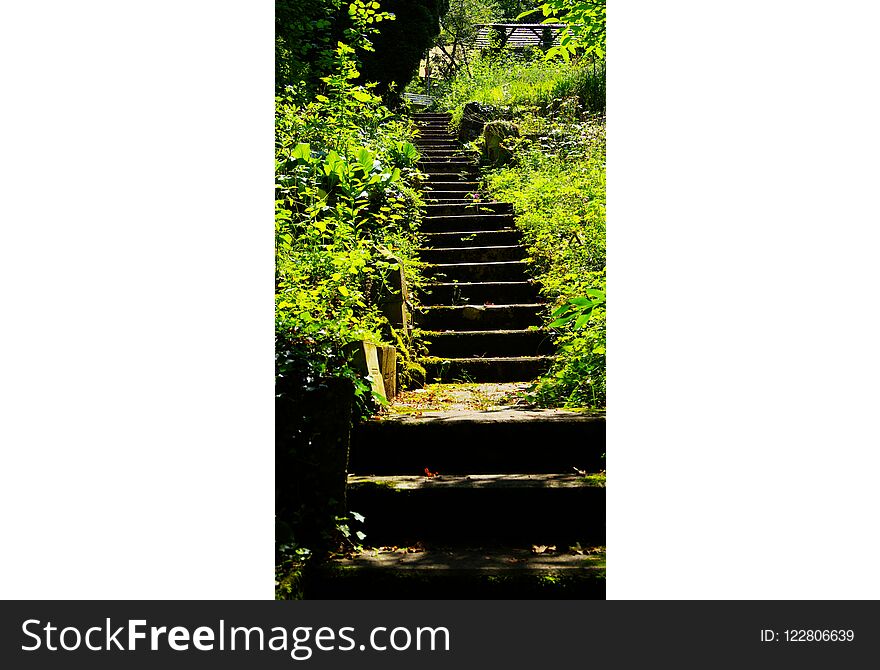 Steep stone steps through a lot of green in the garden