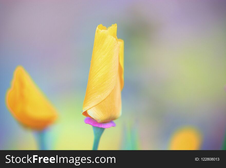 Yellow meadow flowers