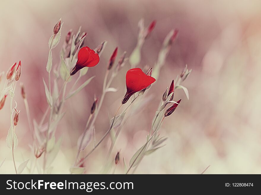 Red Abstract Meadow Flowers