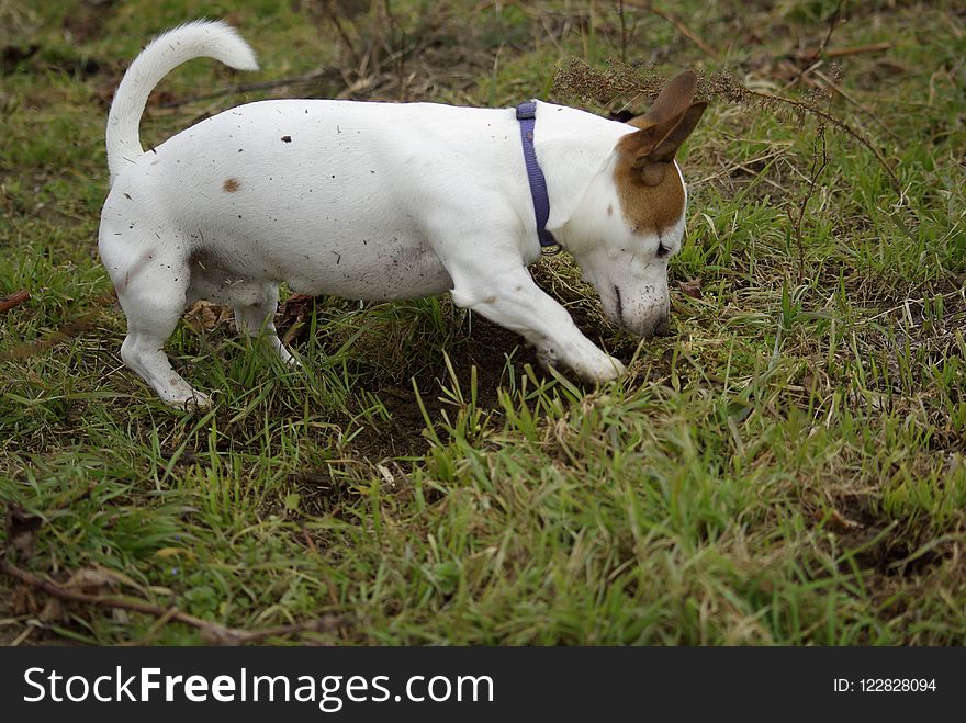 Dog Breed, Jack Russell Terrier, Russell Terrier, Dog Like Mammal