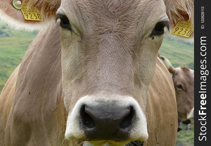 Cattle Like Mammal, Fauna, Dairy Cow, Horn