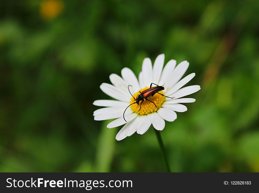Flower, Oxeye Daisy, Nectar, Flora