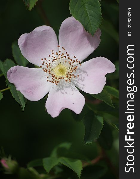 Flower, Rosa Canina, Rose Family, Rose