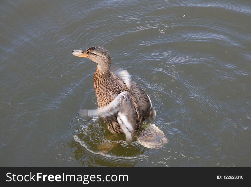 Duck, Bird, Water Bird, Fauna
