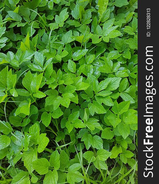 Plant, Herb, Leaf, Groundcover