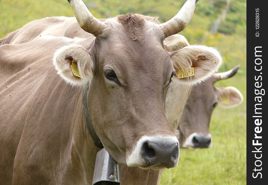 Cattle Like Mammal, Horn, Pasture, Grazing