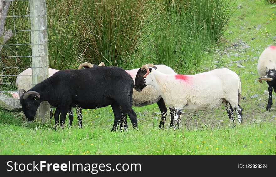 Pasture, Sheep, Grazing, Grass