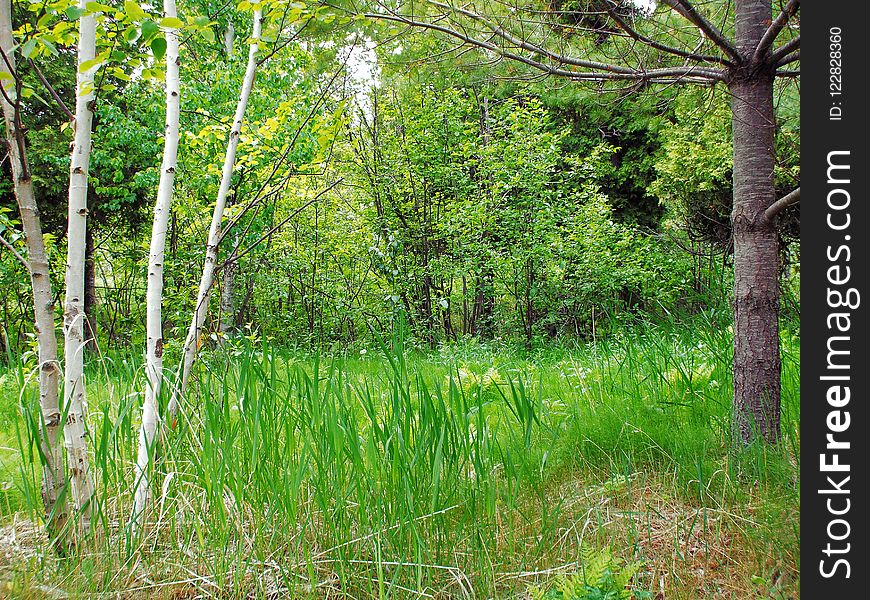 Ecosystem, Woodland, Vegetation, Nature Reserve