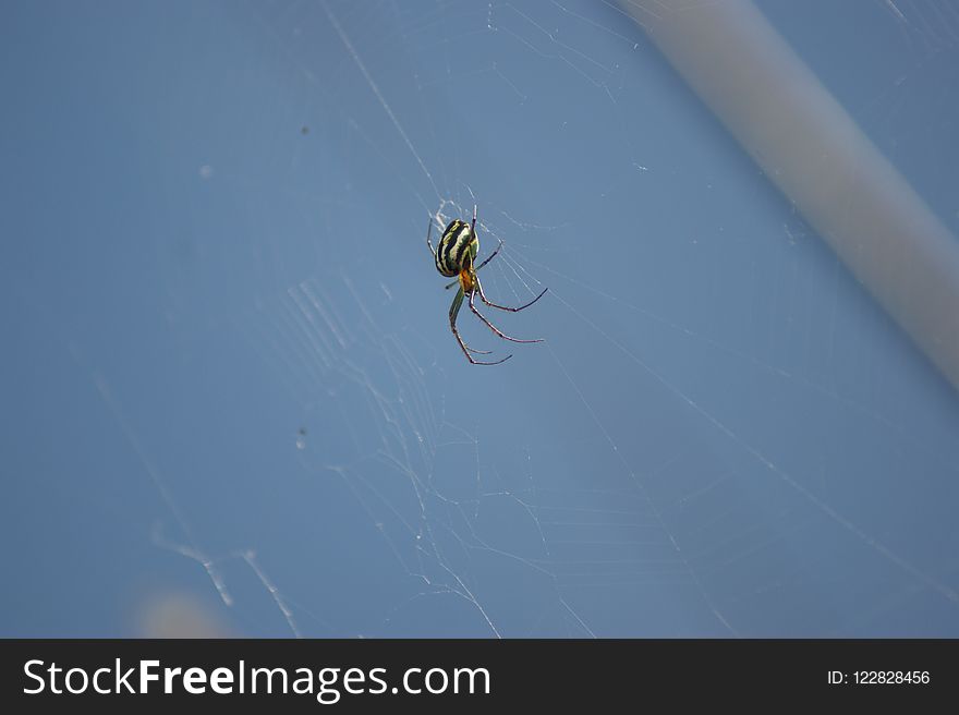 Spider, Invertebrate, Arachnid, Sky