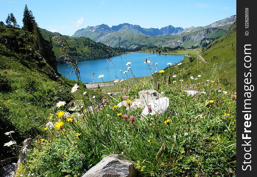 Wildflower, Wilderness, Vegetation, Nature Reserve