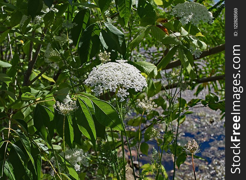 Plant, Flora, Nannyberry, Flower