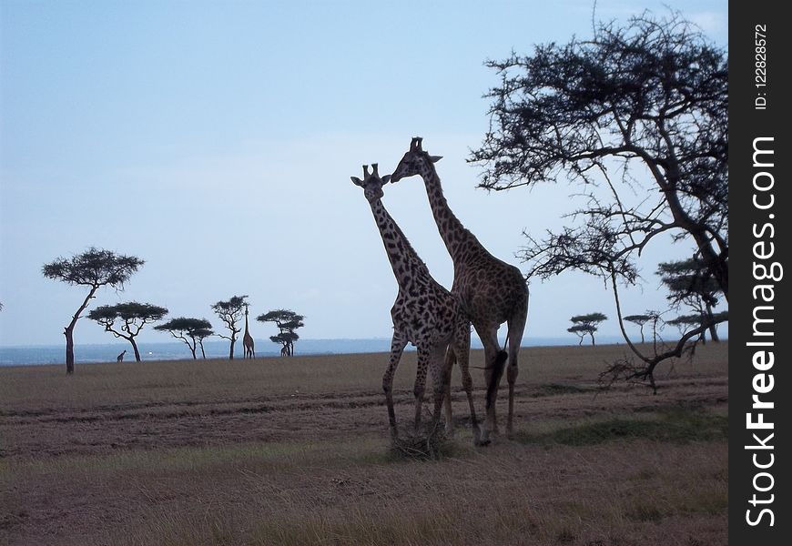 Giraffe, Wildlife, Giraffidae, Terrestrial Animal