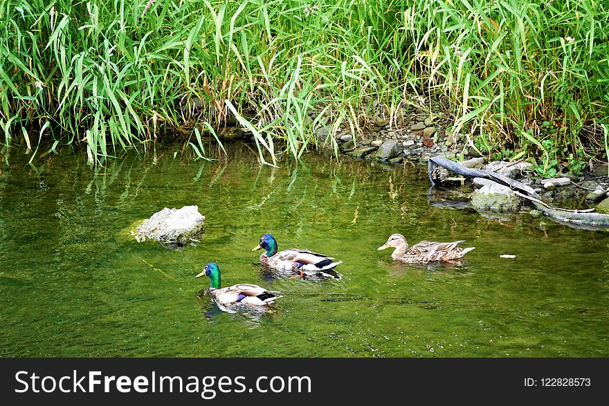 Bird, Water, Ecosystem, Nature Reserve