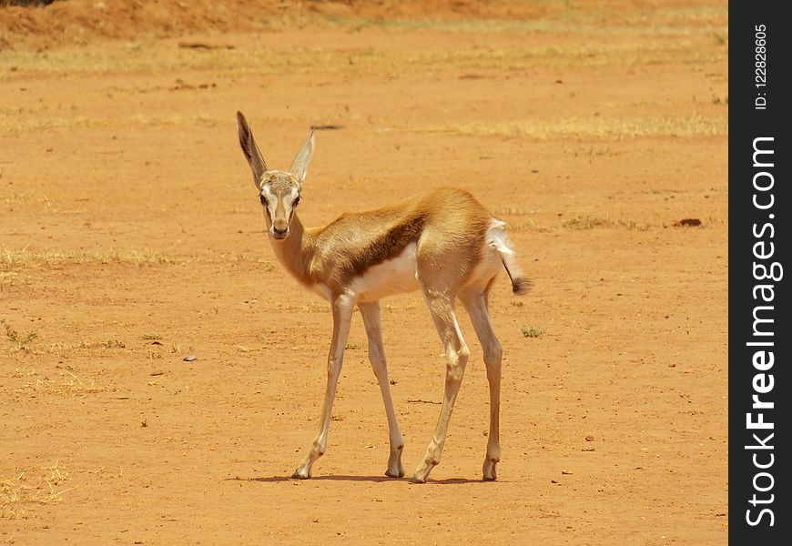 Wildlife, Springbok, Ecosystem, Terrestrial Animal