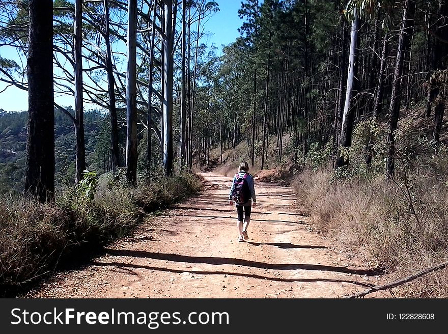 Path, Tree, Trail, Wilderness