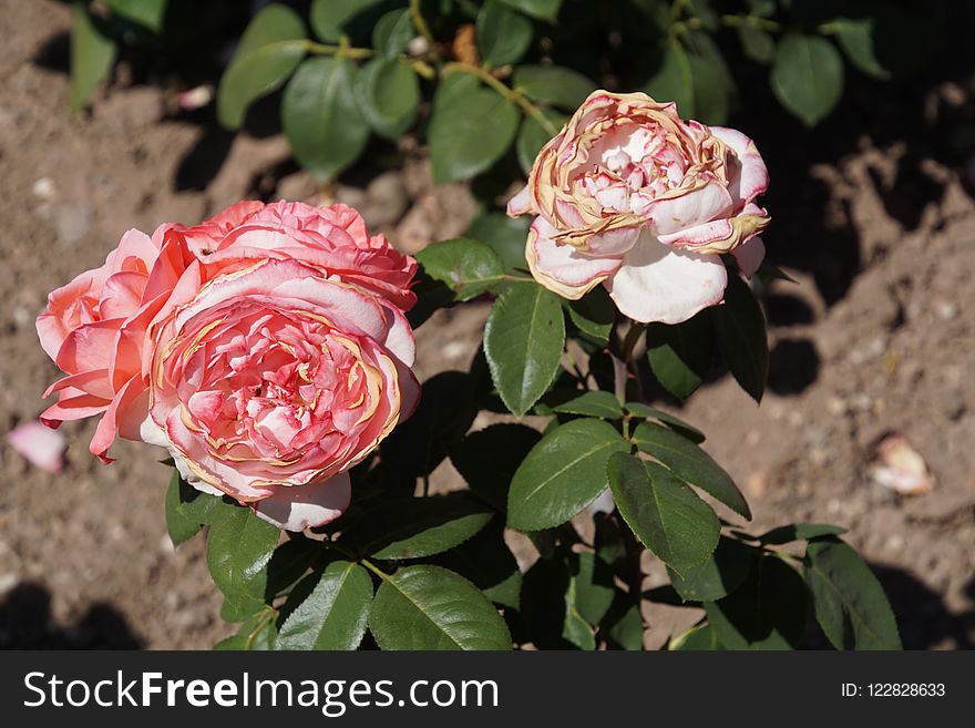 Flower, Rose, Plant, Rose Family