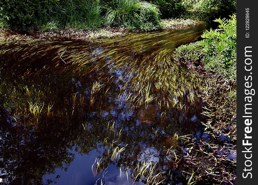 Water, Vegetation, Nature, Nature Reserve