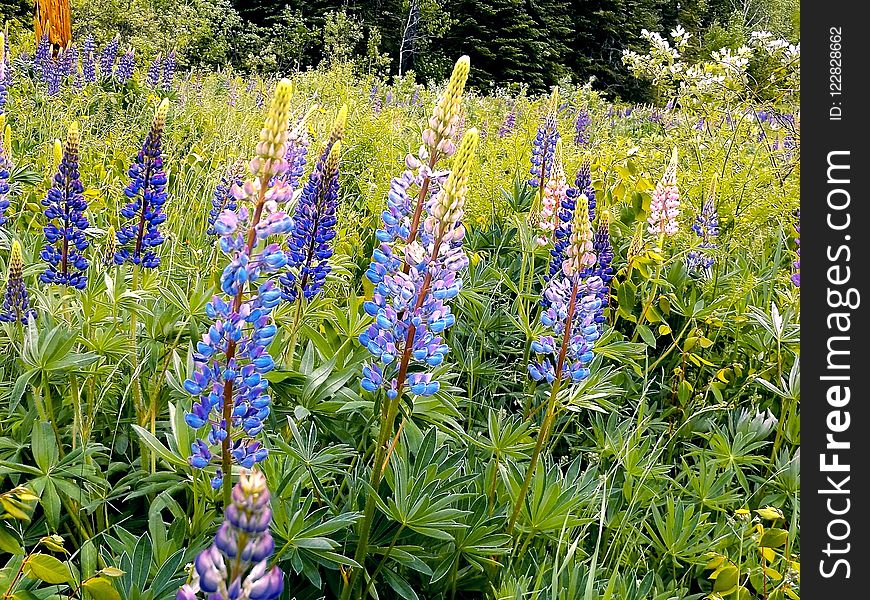 Plant, Flower, Flora, Lupin