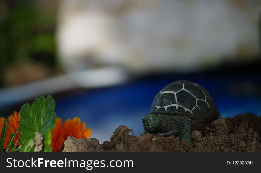 Tortoise, Turtle, Emydidae, Reptile