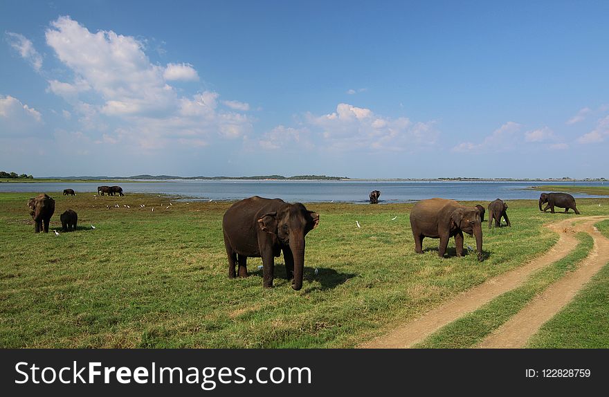 Elephants And Mammoths, Elephant, Grassland, Nature Reserve