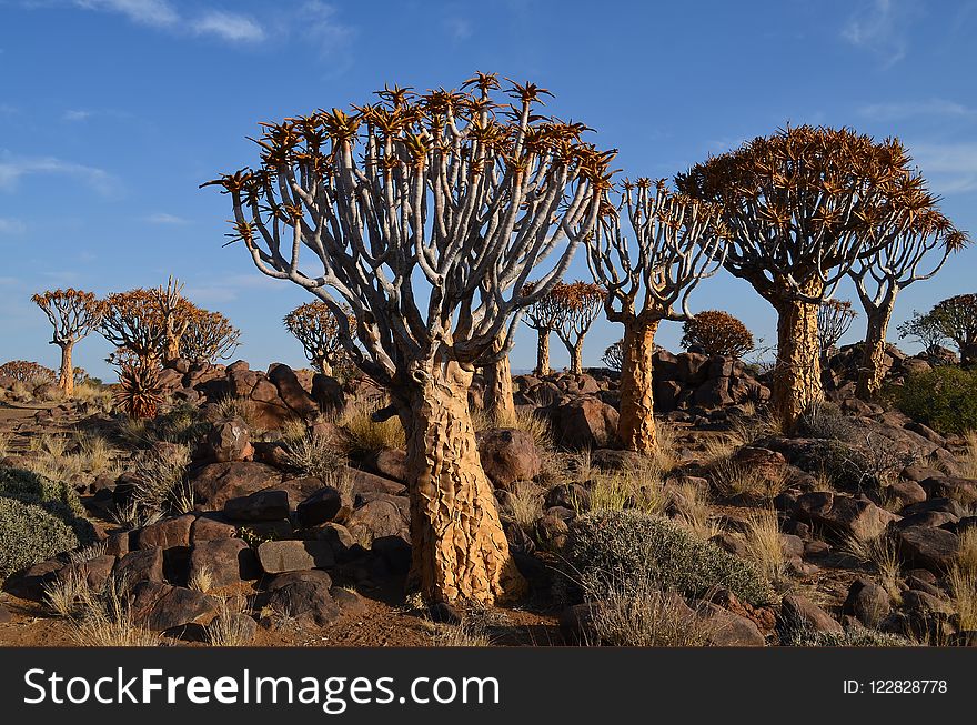 Vegetation, Tree, Ecosystem, Shrubland