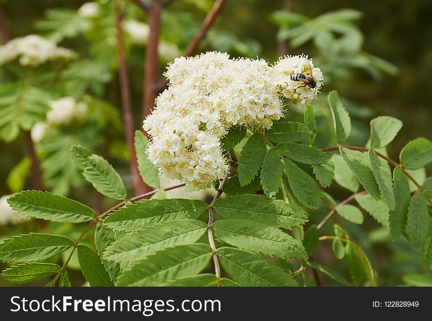Plant, Nannyberry, Meadowsweet, Pollinator