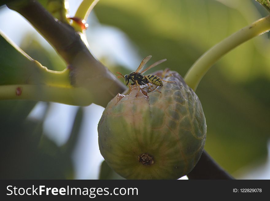 Close Up, Branch, Insect, Plant Stem