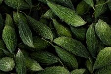 Bitter Gourd Royalty Free Stock Photography