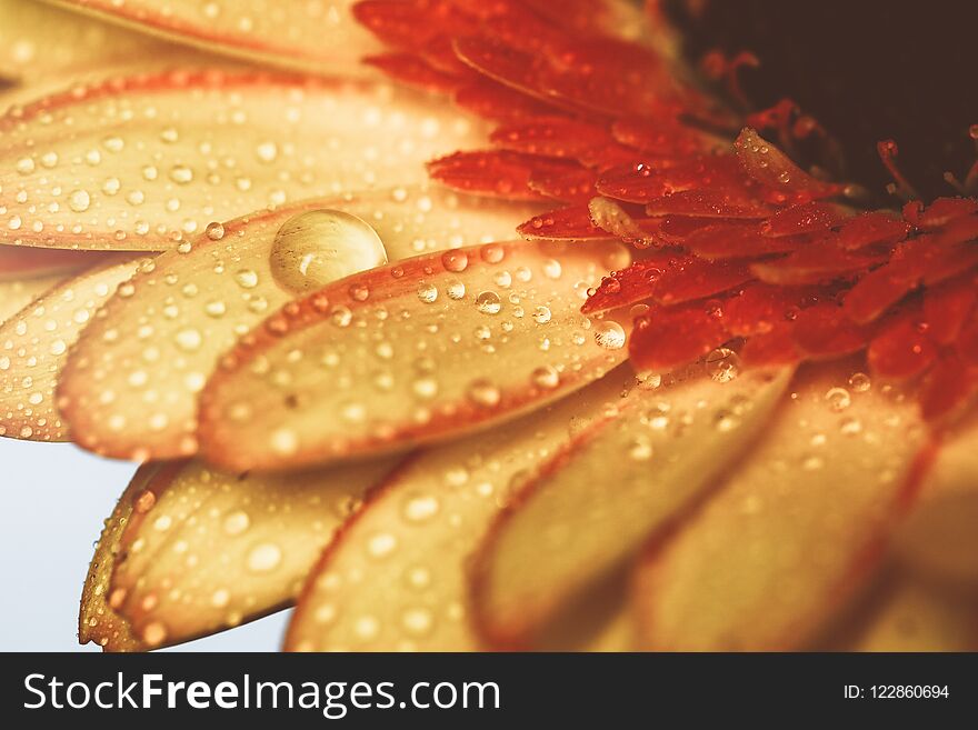 Yellow Gerbera With Water Drops In Vintage Color