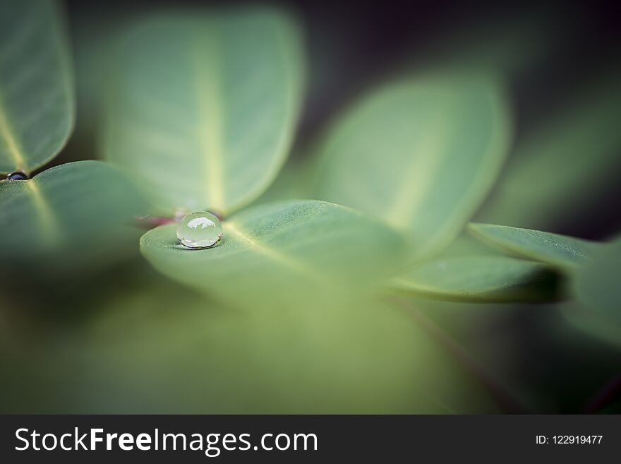 Dew on the leaves after spring rain