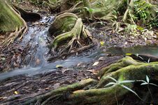 Small And Beautiful Stream Of Water Flowing Through Giant Beautiful Tree Roots. Royalty Free Stock Image