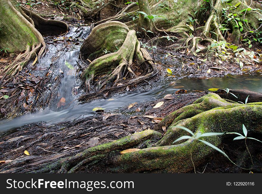 Small and beautiful stream of water flowing through giant beautiful tree roots.