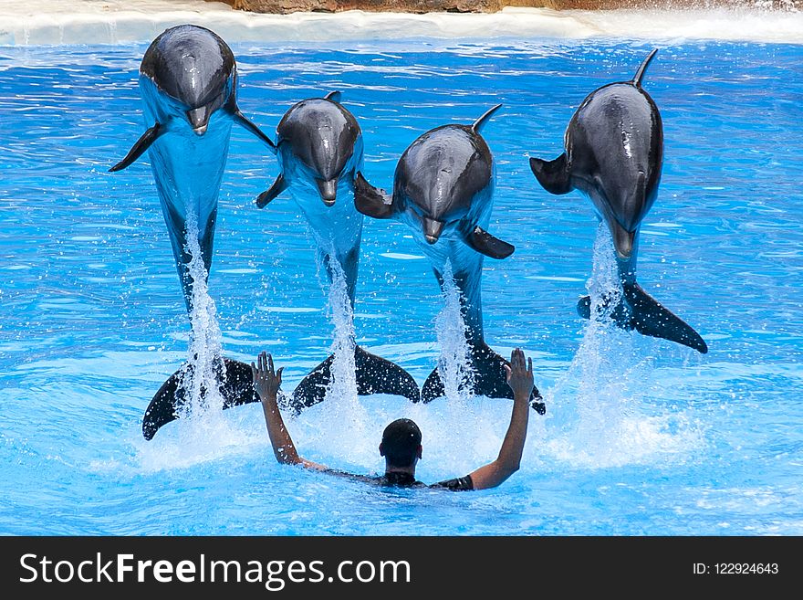 Dolphin, Marine Mammal, Mammal, Water